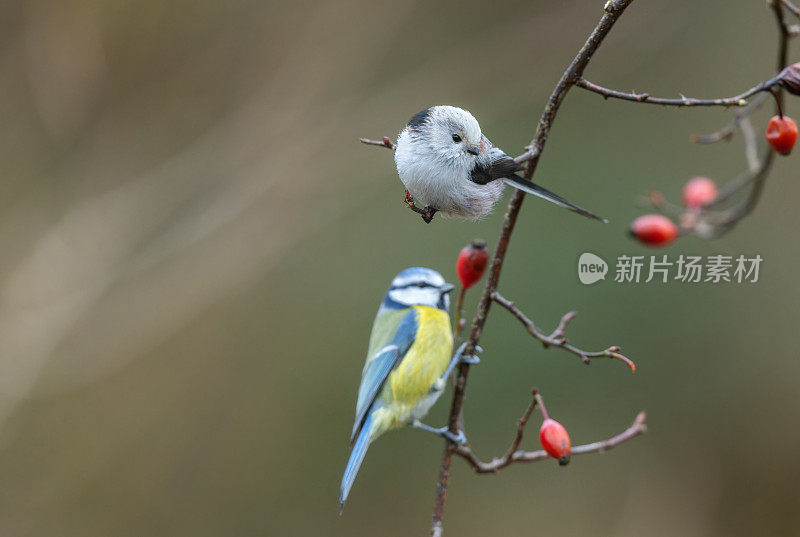 可爱的长尾山雀(Aegithalos caudatus)和欧亚蓝山雀(Cyanistes caeruleus)